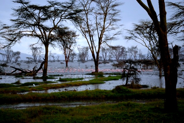 This awesome view of Lake Nakuru is like a magic forest, with trees standing in the blue water and tender pink flamingoes under the trees. Fantastic!