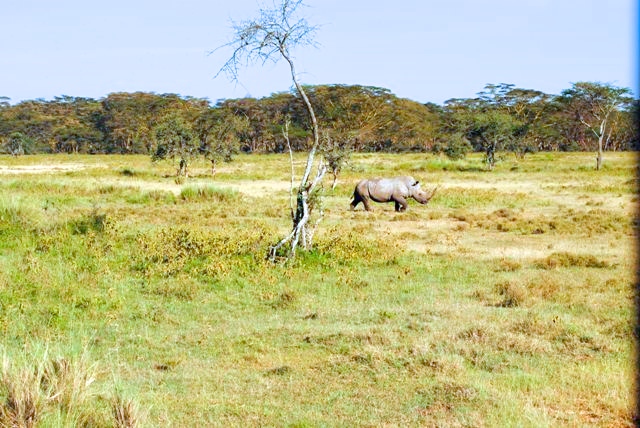 Lake Nakuru white rhino