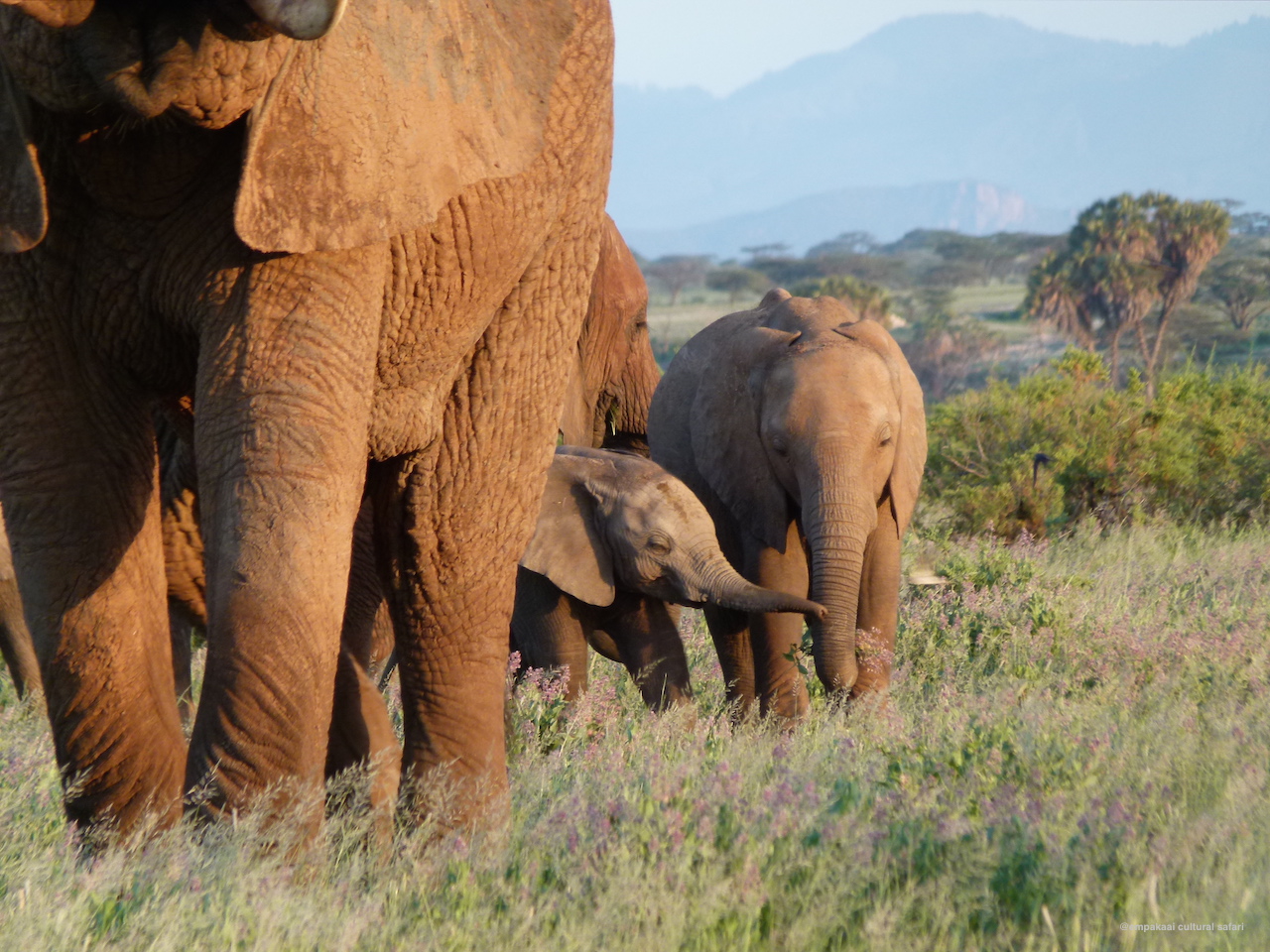 We met this beautiful family of elephants during the evening drive, and then again during the morning drive in Samburu National Reserve