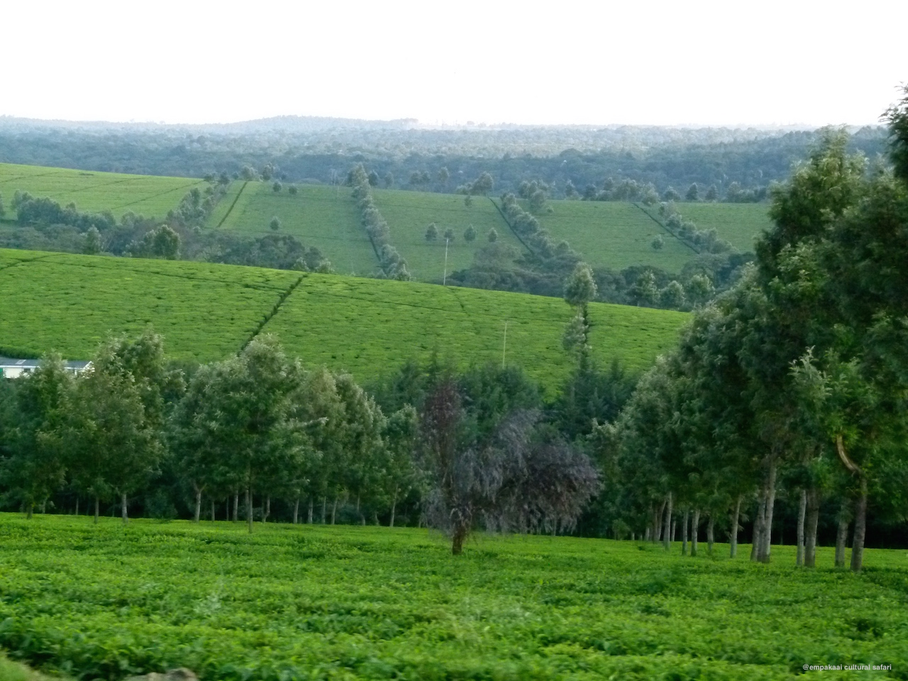 Kericho is all about tea, with its green tea fields extending till the horizon