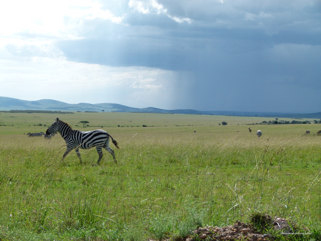 Maasai Mara is simply overwhelming. We had many exciting encounters there!