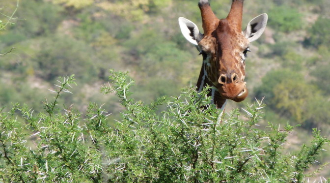 Meet the wild residents of Samburu National Reserve, Kenya