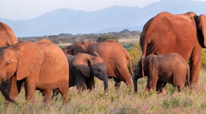 Elephants in Samburu National Reserve