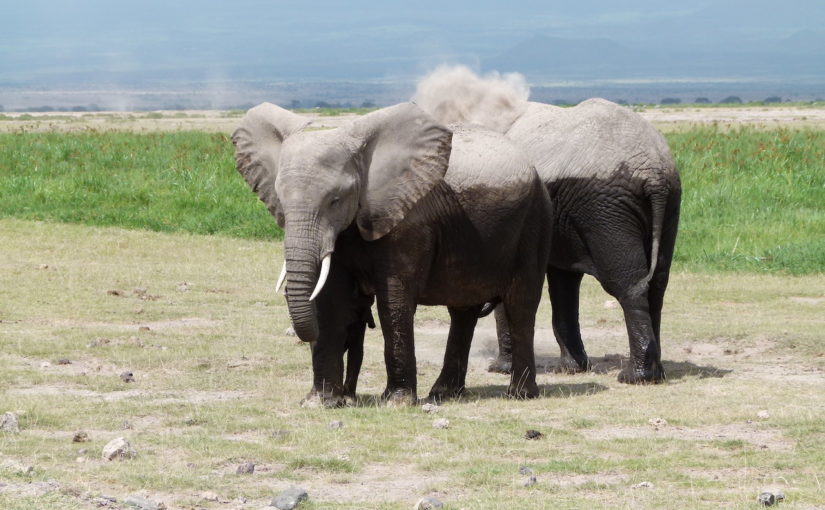 Amboseli National Park: home of swamp-loving elephants