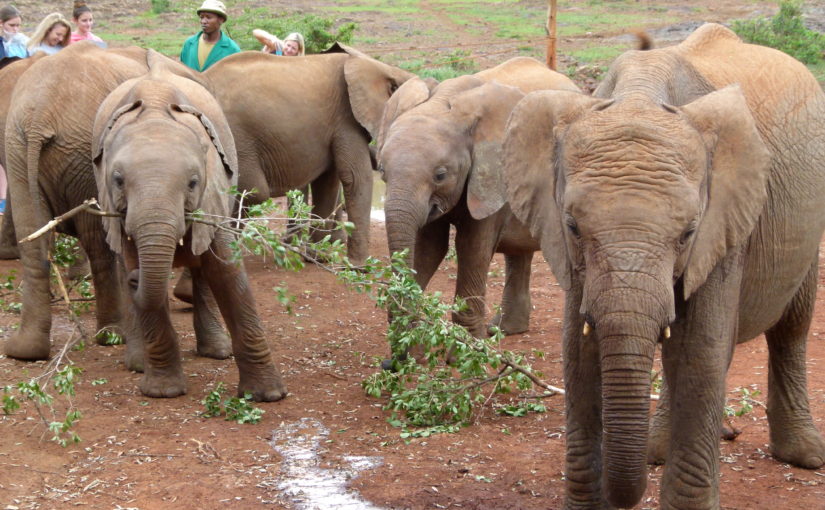A day in Nairobi: Elephant Orphan Nursery