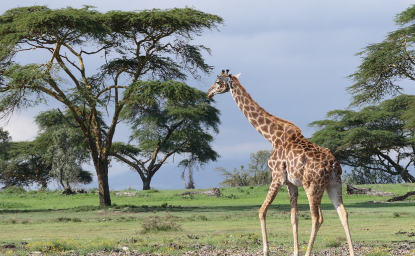 Book your safari: Wildlife of Kenya in 8 days